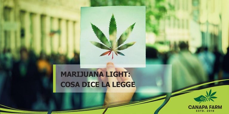 Semi di marijuana: il punto sulla normativa italiana - Il Castello Edizioni  e Il Mattino di Foggia