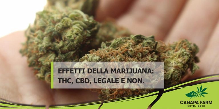 Cosa dice la legge italiana in materia di semi di cannabis - Monza