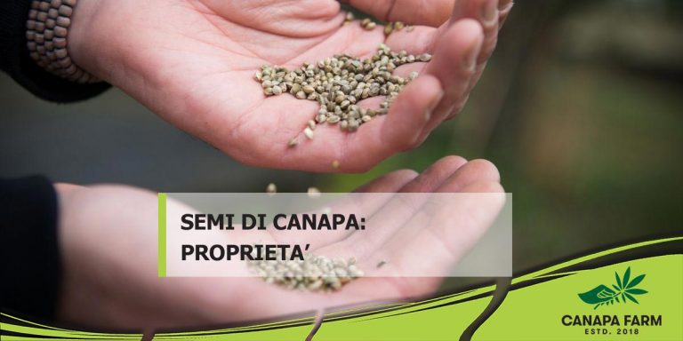 Semi di canapa: valori nutrizionali e uso alimentare