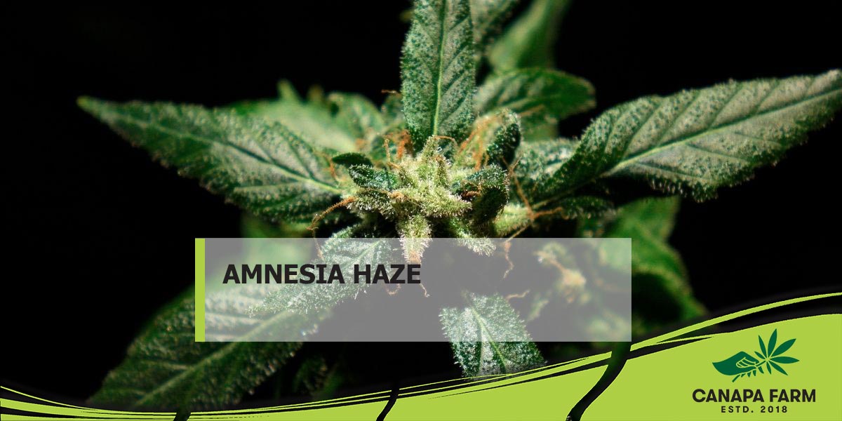 Amnesia haze описание