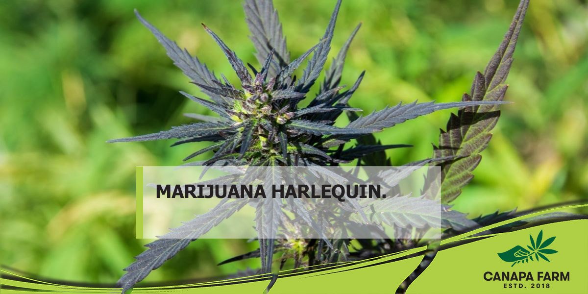harlequin cannabis