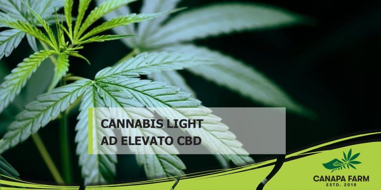 cannabis light ad elevato cbd