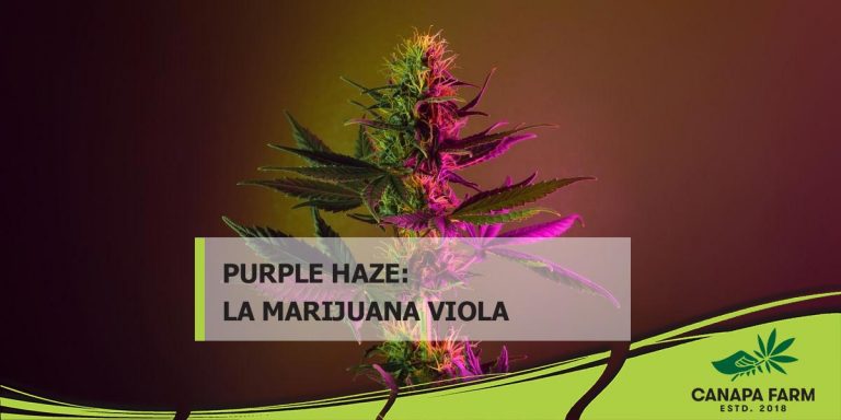 purple haze cannabis